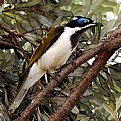 Picture Title - Blue Faced Honey Eater 