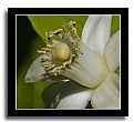 Picture Title - Grapefruit Blossom