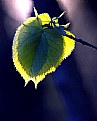 Picture Title - Leafheart