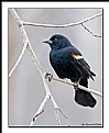 Picture Title - Red-Winged Blackbird