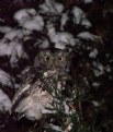 Picture Title - Night Owl