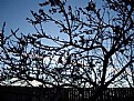 Picture Title - Trees and sky light