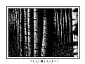 Picture Title - Blair Witch Forest