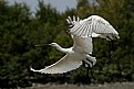 Picture Title - Spoonbill in Fly