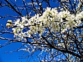Picture Title - Bradford Pear Spring 2006