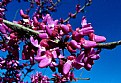 Picture Title - Redbud Spring 2006