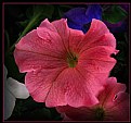 Picture Title - Pink Petunia Spring 2006