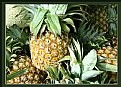 Picture Title - Pineapples
