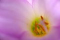 Picture Title - Violet rain lily...