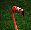 Picture Title - Flamingo