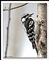 Picture Title - Hairy Woodpecker