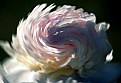Picture Title - Twirling Bloom