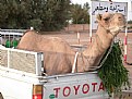 Picture Title - Camel Ride