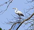 Picture Title - Great White Egret