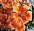 Orange Lily - Spring 2006