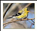 Picture Title - American Goldfinch