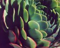 Picture Title - Houseleek