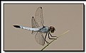 Picture Title - Blue Dragonfly.