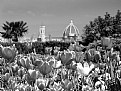 Picture Title - Florence & flowers b/w