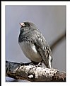 Picture Title - Dark-eyed Junco