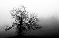 Picture Title - Mist Tree