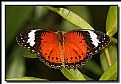 Picture Title - Red Lacewing Butterfly.