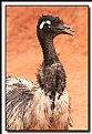 Picture Title - Australian Emu.