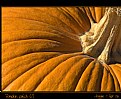 Picture Title - Pumpkin Patch (1)