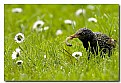 Picture Title - sturnus vulgaris