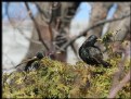 Picture Title - European Starlings