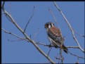 Picture Title - American Kestrel