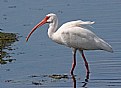 Picture Title - Dwellers of the Wetlands