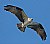 Osprey in Flight III