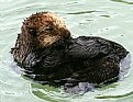 Picture Title - Baby Sea Otter