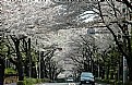 Picture Title - Cherry Blossoms Tunnel