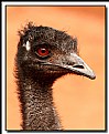 Picture Title - Old Man Emu.