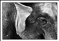 Picture Title - Indian Elephant