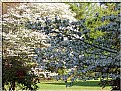 Picture Title - White Dogwoods