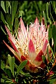 Picture Title - Waratah