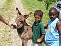 Picture Title - Baby Burro