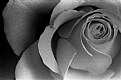 Picture Title - Rose 