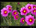 Picture Title - Cape Cosmos (2)