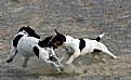 Picture Title - Dogs at play?