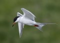 Picture Title - Foresters Tern