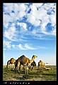 Picture Title - Kuwait Camels