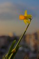 Picture Title - Narcis