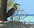 Picture Title - ASDU Island Maldives