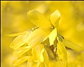 Picture Title - Forsythia