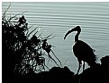 Picture Title - Ibis