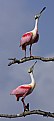 Picture Title - Roseate Spoonbills Spooning